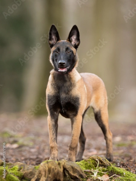 Obraz Purebred Belgian Malinois Dog