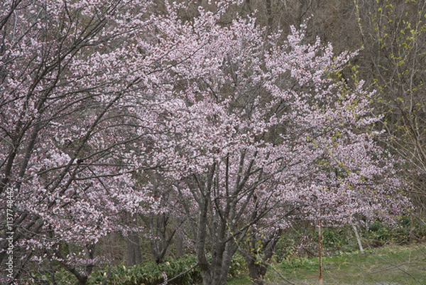 Fototapeta 満開の桜の花が咲く春の季節