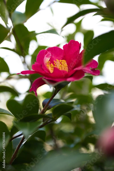 Obraz 一輪のピンクの花