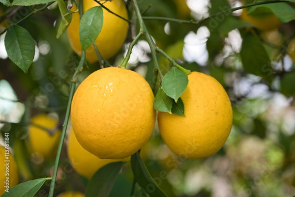 Obraz 庭のレモンの実