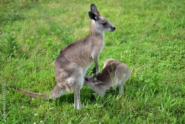 Fototapeta ワラビーの親子