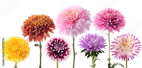 Fototapeta Set of dahlia flowers