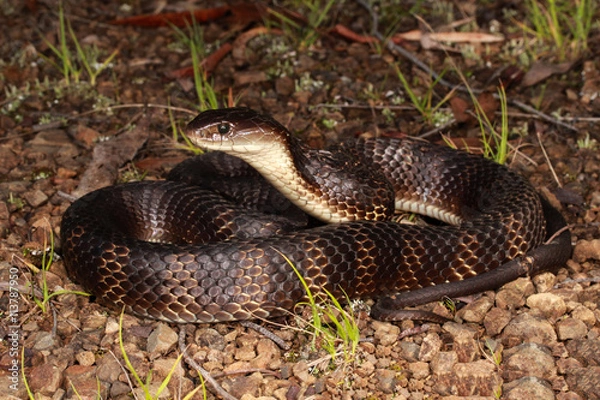 Obraz Tiger snakes are a type of venomous snake found in southern regions of Australia, including its coastal islands and Tasmania.
