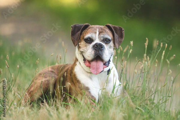 Obraz Old Boxer Dog