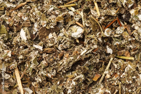 Fototapeta ラズベリーリーフ（アルバニア）