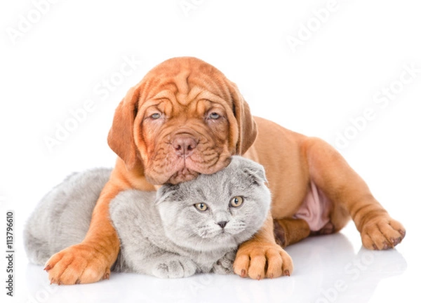Fototapeta Bordeaux puppy dog embracing scottish cat. isolated on white bac