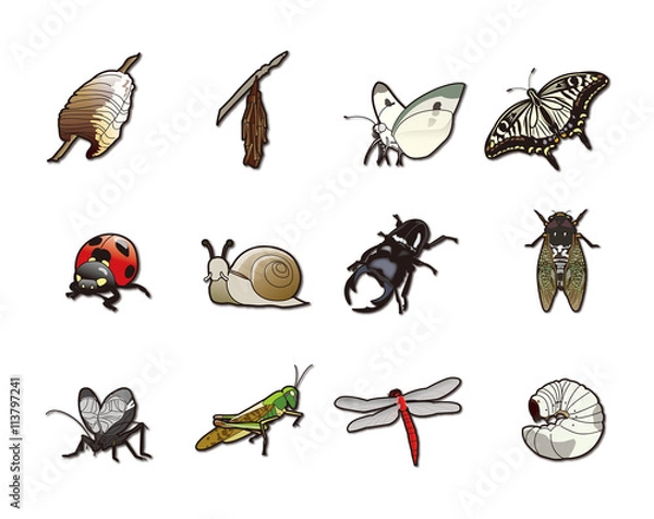 Obraz 12か月の昆虫