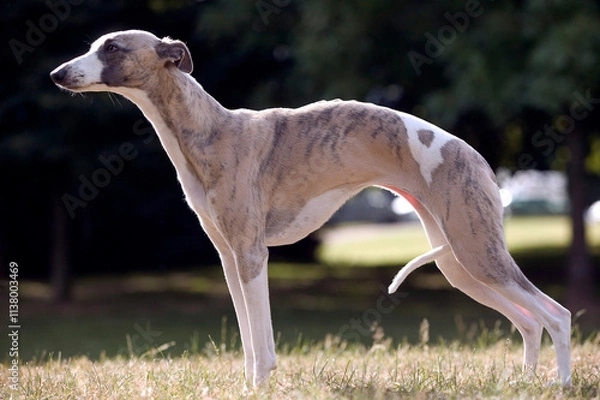 Obraz lévrier whippet