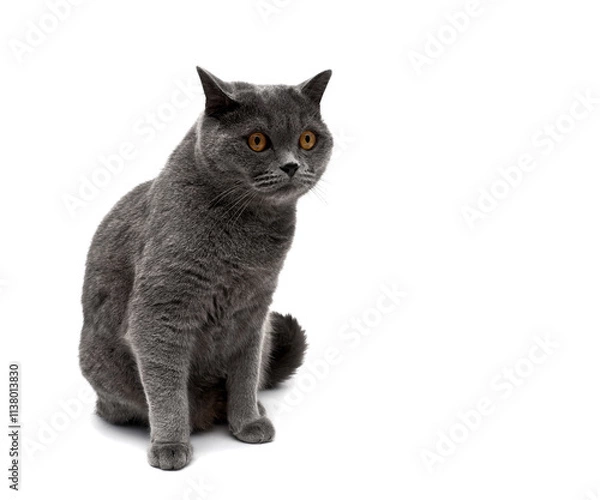 Obraz Beautiful gray cat isolated on white background.