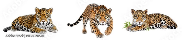 Obraz Three playful leopards showcasing their unique patterns and lively behavior. transparent background.