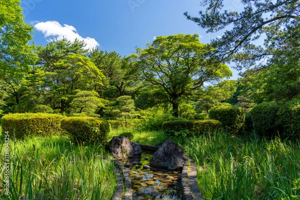 Fototapeta 青空と緑が映える日本庭園