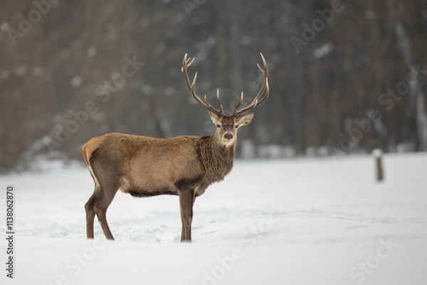 Fototapeta Red deer in winter forest (Cervus elaphus) Stag
