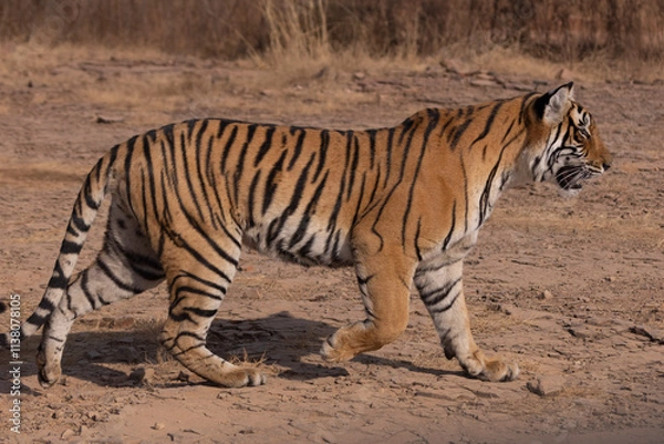 Obraz bengal tiger walking