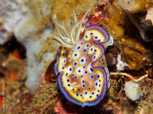 Fototapeta Colorful Leopard Nudibranch