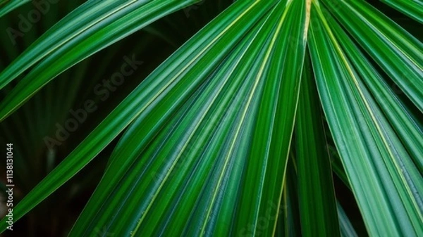 Obraz Close up of a natural tropical palm leaf texture with intricate vein patterns and vibrant shades of green, vibrant, vein, detail