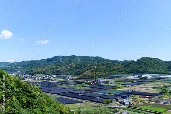 Obraz 愛知県西尾市の茶畑