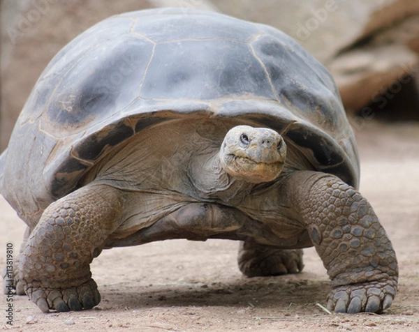 Obraz A Close Up of a Galapagos Tortoise