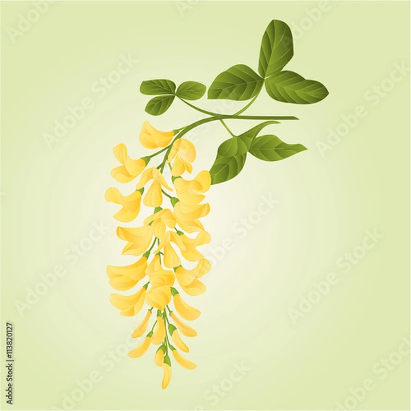 Obraz Laburnum branch decorative shrub nature background vector illustration
