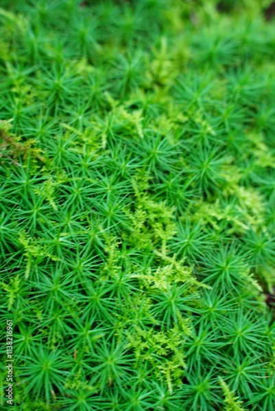 Fototapeta スギゴケ