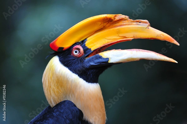 Obraz hornbill