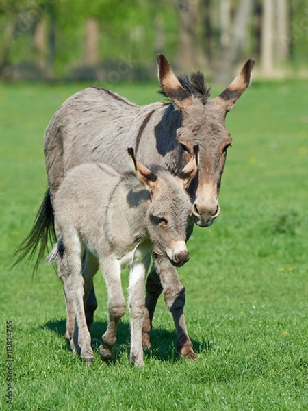 Obraz Donkey (Equus africanus asinus)