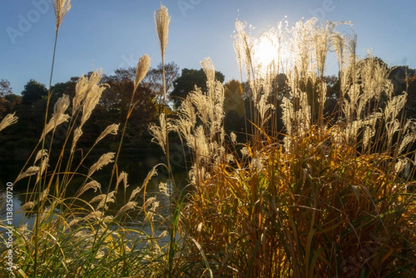 Obraz 北の丸公園　秋