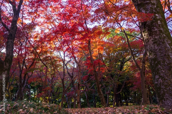 Obraz 北の丸公園　秋