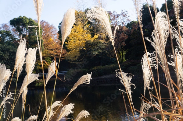 Obraz 北の丸公園　秋