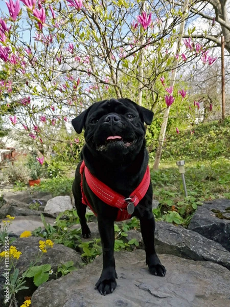 Fototapeta Black pug dog on grass in front of blooming bush in spring.