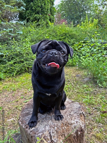 Fototapeta Black pug dog sitting on tree stump in green grassy garden.