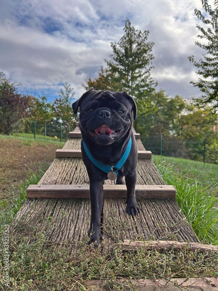 Fototapeta Black pug dog standing on a ramp in dog park, dog playground.
