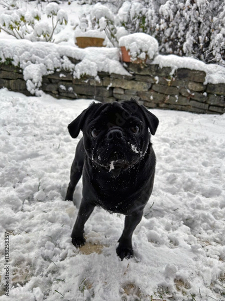 Fototapeta Cute black pug dog in snowy garden looking in front of the camera in winter.