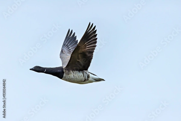 Fototapeta Brent Goose (Branta bernicla), common in coastal wetlands like Bull Island, Dublin