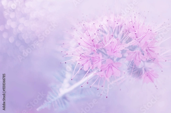 Obraz Beautiful pastel pink flowers on blurred background with bokeh. Floral image with copy space. Close-up, soft focus.