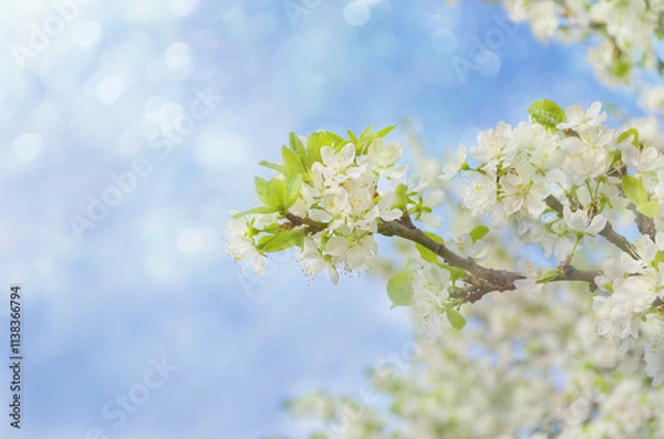 Obraz Blossom branches on light blue sky background. Beautiful white flowers in sunlight and with bokeh. Floral image with copy space. Nature in spring time. Close-up, soft focus.