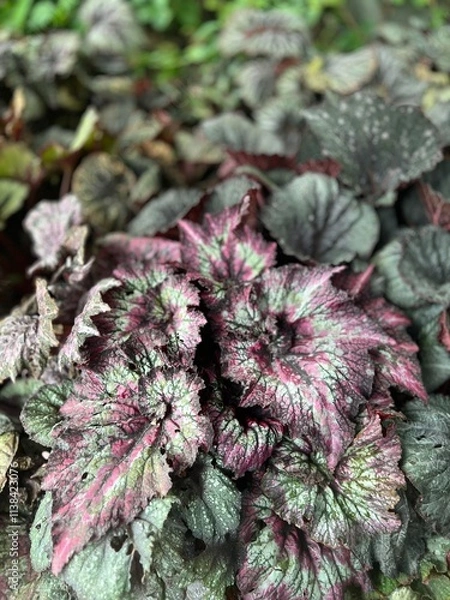 Obraz red and green leaves
