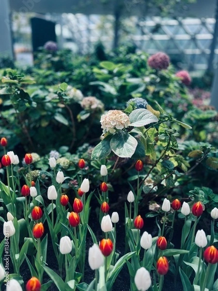 Obraz flowers in the park