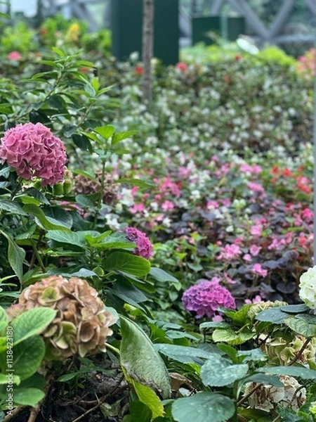 Obraz flowers in the garden