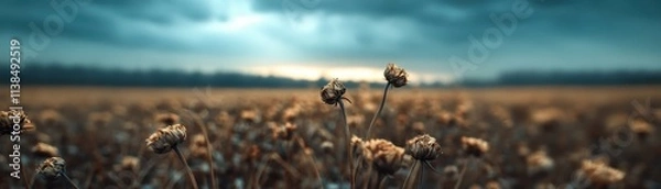 Obraz Dried flowers in a moody, atmospheric field.