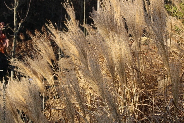 Obraz texture background