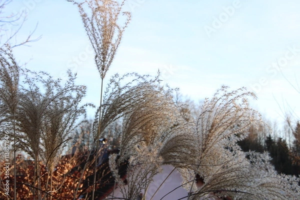 Obraz texture background