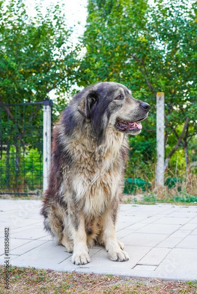 Fototapeta A big old  stray dog is sitting on the path by the river.