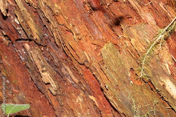 Obraz old wood texture