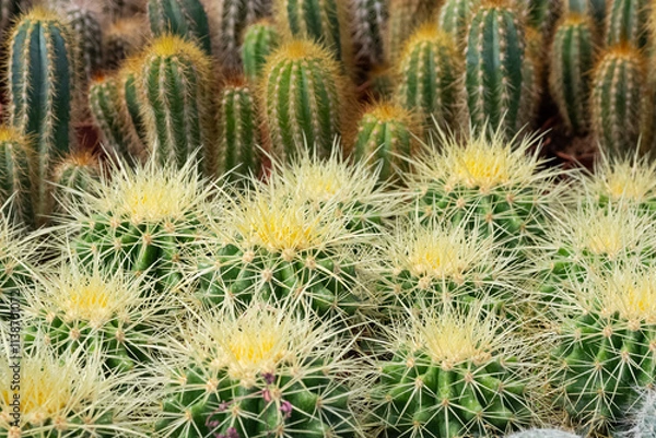 Fototapeta prickly ornamental plants and a variety of cactus photos