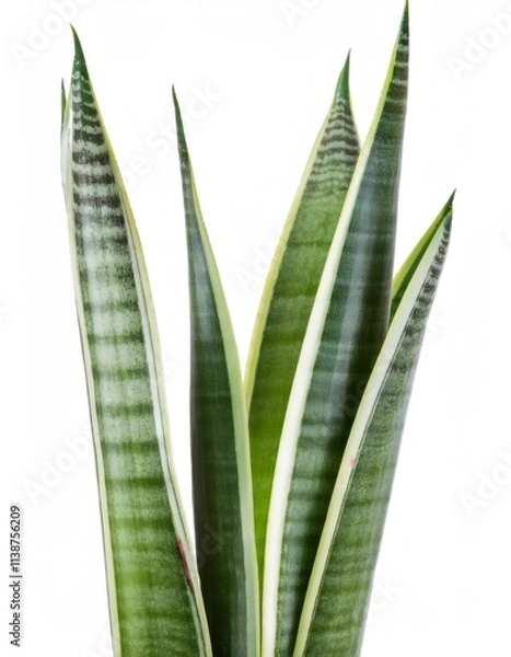 Fototapeta Sansevieria cylindrica close up, vibrant green leaves with light yellow edges on a crisp white background
