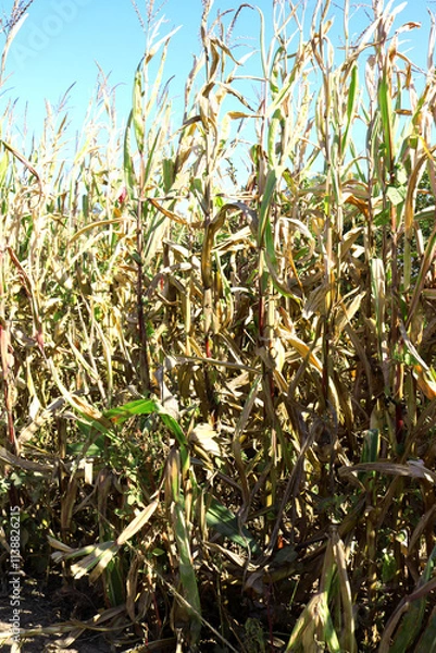 Obraz Corn Stalks 