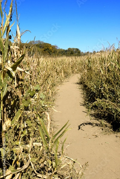 Obraz Corn Maze 