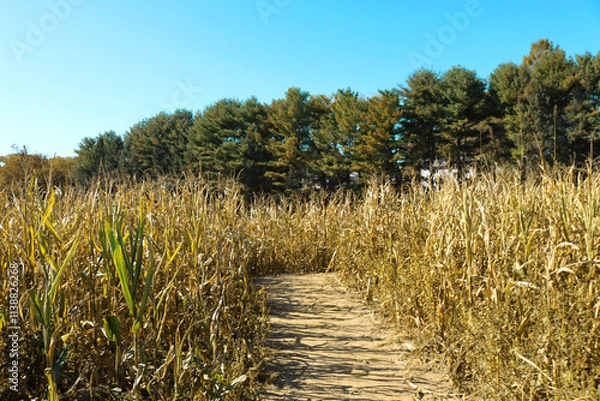 Obraz Corn Maze