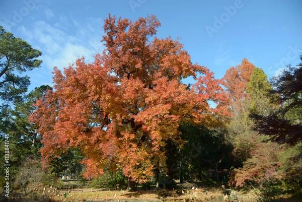 Fototapeta フウの木