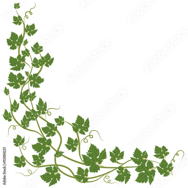 Obraz frame with vine leaves